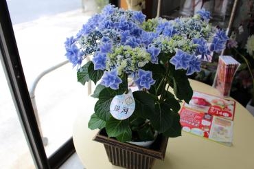 Mother's Day gift|「かつべ生花店」　（島根県出雲市の花屋）のブログ